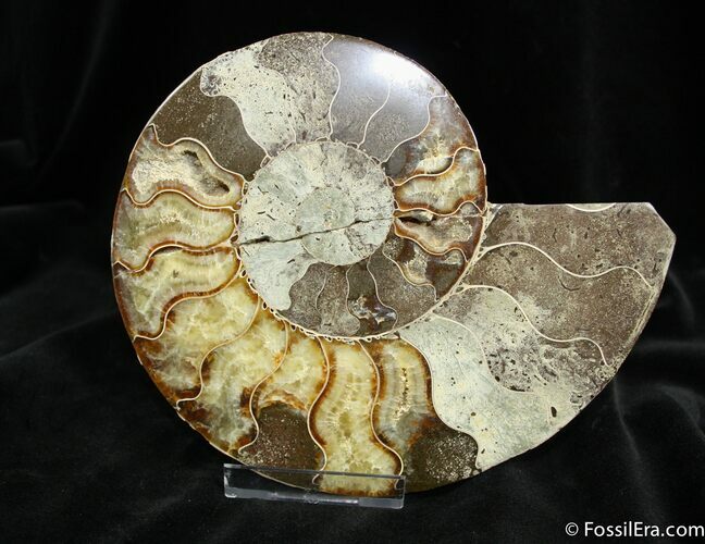 Large Inch Cleoniceras Ammonite (Half) #873